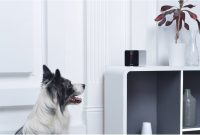 Best Pet Gadgets 2026